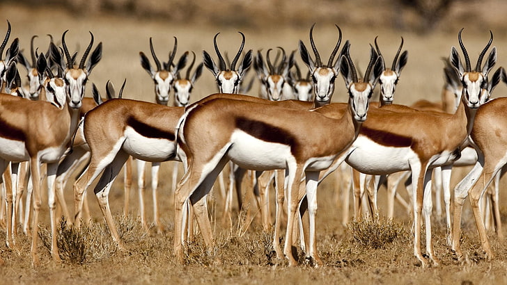 Animal, Gazelle, HD wallpaper