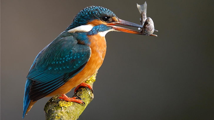 green and orange long-beak bird, nature, birds, kingfisher, HD wallpaper