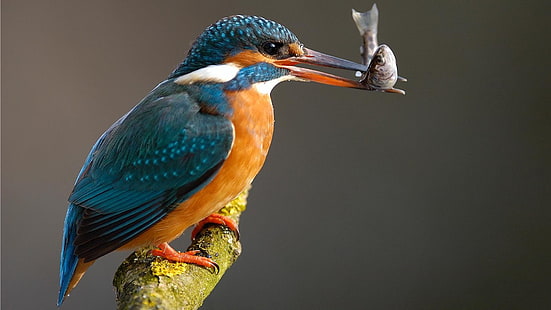 green and orange long-beak bird, nature, birds, kingfisher, HD wallpaper HD wallpaper