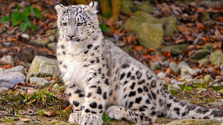leopard, stor katt, snöleopard, vild, HD tapet