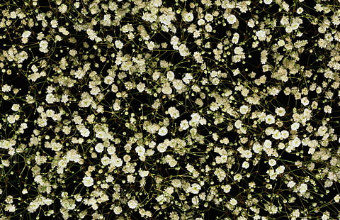 branco-respire flores, gypsophila, branco, pequeno, muitos, HD papel de parede HD wallpaper