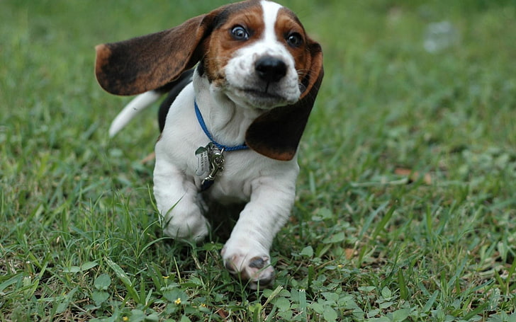 yetişkin beyaz ve kahverengi beagle, köpek, Beagles, yavru, hayvanlar, HD masaüstü duvar kağıdı