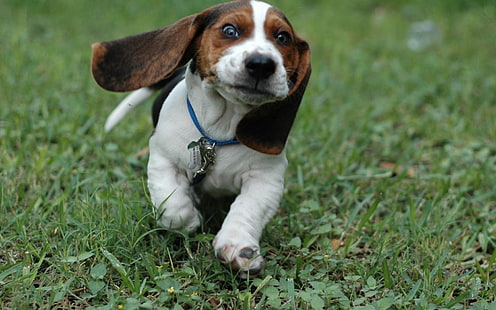 Beagle blanco y marrón adulto, perro, beagles, cachorros, animales, Fondo de pantalla HD HD wallpaper