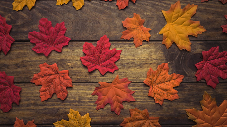 outono, folhas, fundo, árvore, madeira, bordo, HD papel de parede