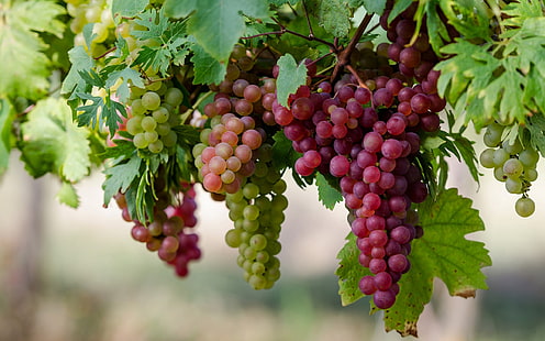 Сладкие фрукты, виноград крупным планом, сладкий, фрукты, виноград, HD обои HD wallpaper