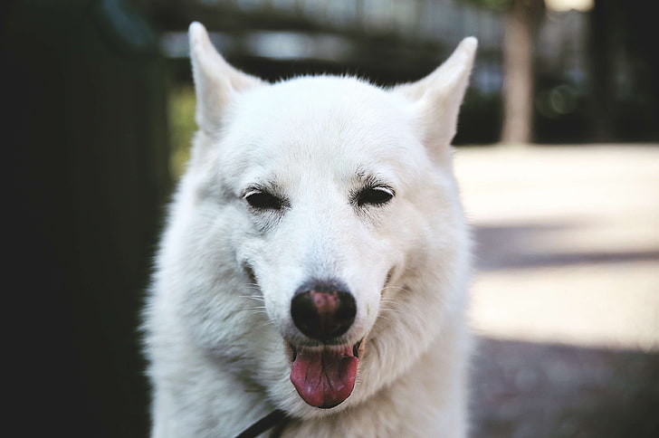retrato de animal, perro, ojos de perro, cabeza de perro, amistad, naturaleza, perro mascota, blanco, Fondo de pantalla HD