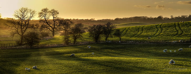 green grass field surrounded by green leaved trees under white cloudy sky during daytime, Springs, green grass, grass field, trees, white, cloudy, sky, daytime, Green  Spring, Sunset, Evening, Landscape, Sheep, lamb, Skipton, North Yorkshire, East Marton, nature, rural Scene, agriculture, farm, outdoors, tree, field, HD wallpaper