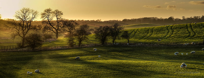 zielone pole trawy otoczone zielonymi liśćmi drzew pod białym zachmurzonym niebem w ciągu dnia, źródła, zielona trawa, trawa, drzewa, białe, pochmurne, niebo, w ciągu dnia, zielona wiosna, zachód słońca, wieczór, krajobraz, owca, jagnię, Skipton, North Yorkshire , East Marton, przyroda, scena wiejska, rolnictwo, gospodarstwo, na zewnątrz, drzewo, pole, Tapety HD HD wallpaper