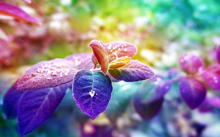 фиолетовые лиственные растения, природа, разноцветные, листья, глубина резкости, HD обои