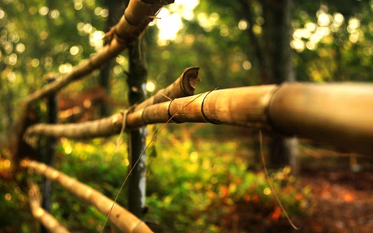 brown twig, leaves, macro, trees, nature, background, tree, widescreen, Wallpaper, the fence, blur, wooden, bokeh, full screen, HD wallpapers, fullscreen, HD wallpaper