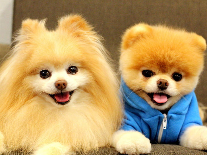 Cute Dog Boo-Animal HD Wallpaper, deux chiots bronzés à poil long, Fond d'écran HD