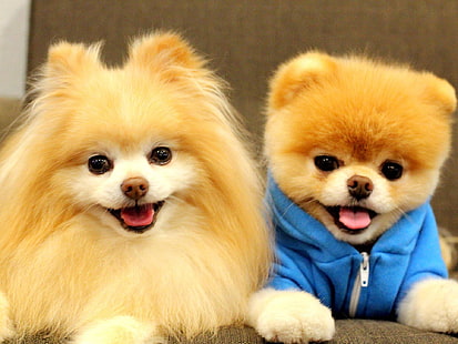Simpatico Wallpaper Cane Boo-Animal HD, due cuccioli marrone chiaro a pelo lungo, Sfondo HD HD wallpaper
