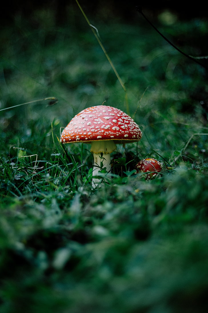 mushroom, fly agaric, grass, forest, HD wallpaper