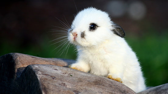 Bunny Rabbit HD, zwierzęta, królik, króliczek, Tapety HD HD wallpaper