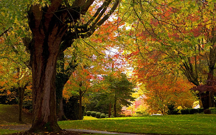 Осенний парк, деревья, трава, Осень, парк, деревья, трава, HD обои