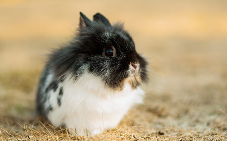 Cute rabbit, black white, black and white rabbit, Cute, Rabbit, Black, White, HD wallpaper