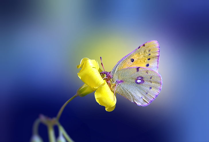 желтая бабочка на цветке, цветок, жёлтый, фон, бабочка, HD обои