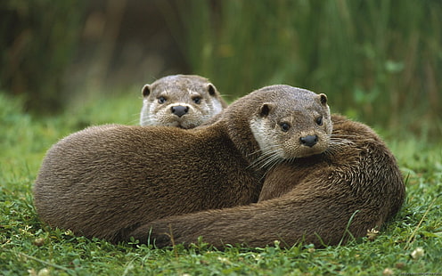 Otter, HD-Hintergrundbild HD wallpaper