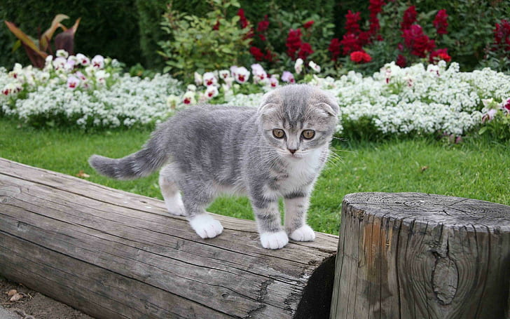 Cute Kitten In The Garden, kitten, flower, grass, cute, garden, animal, animals, HD wallpaper