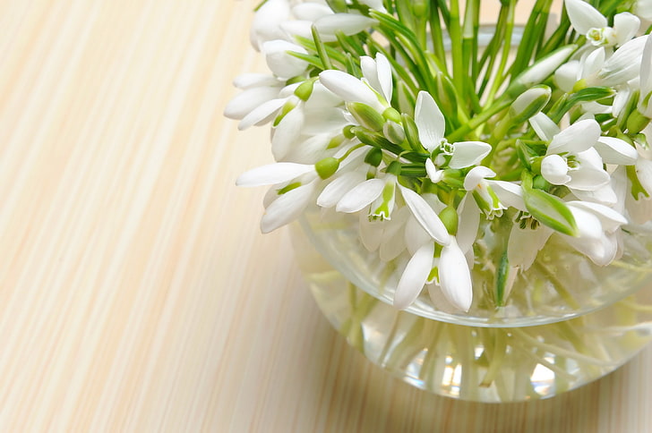 white flowering plant, flower, flowers, nature, bouquet, spring, snowdrops, HD wallpaper