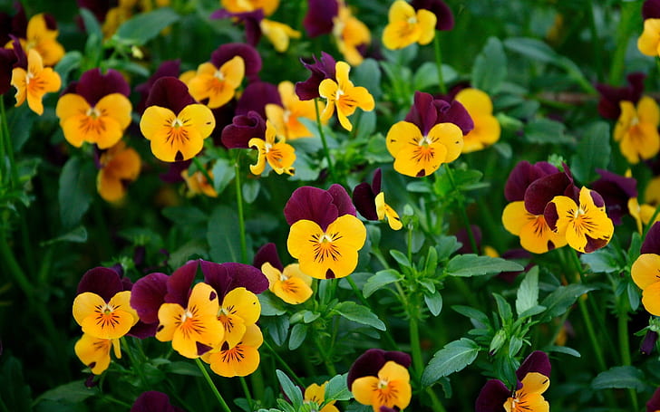 Many pansy flowers, Pansy, Flowers, HD wallpaper