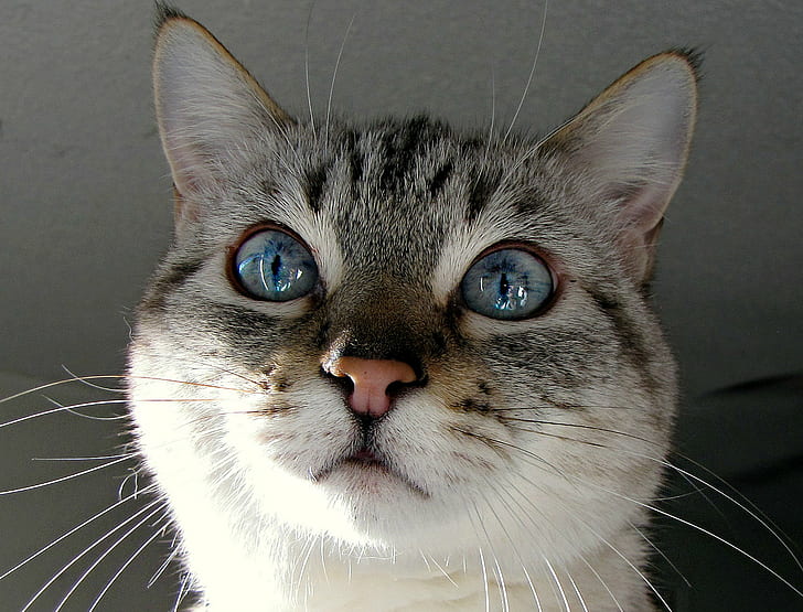 写真ブラウントラ猫の顔を閉じる、写真、ブラウントラ、トラ猫、顔、目を閉じる、 HDデスクトップの壁紙