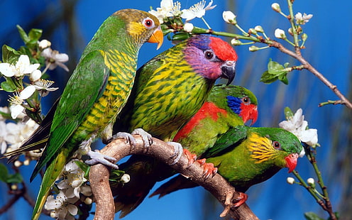quatro pássaros verdes, papagaio, pássaros, animais, ramo, flores, plantas, HD papel de parede HD wallpaper