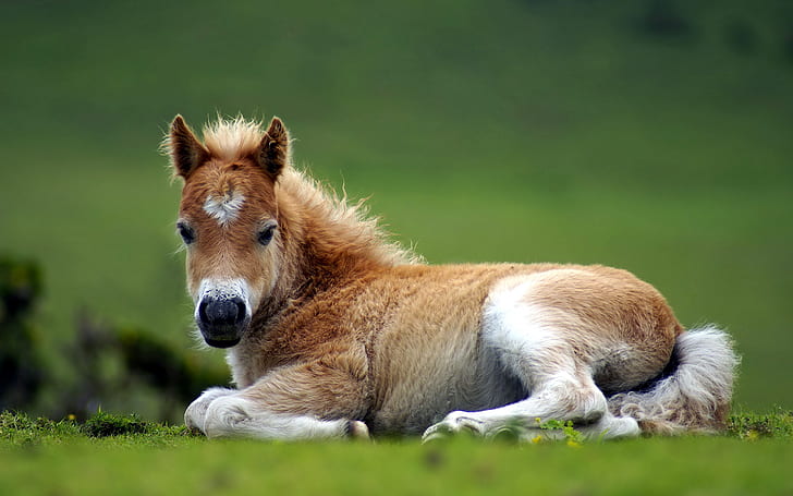 nature, horse, foal, HD wallpaper