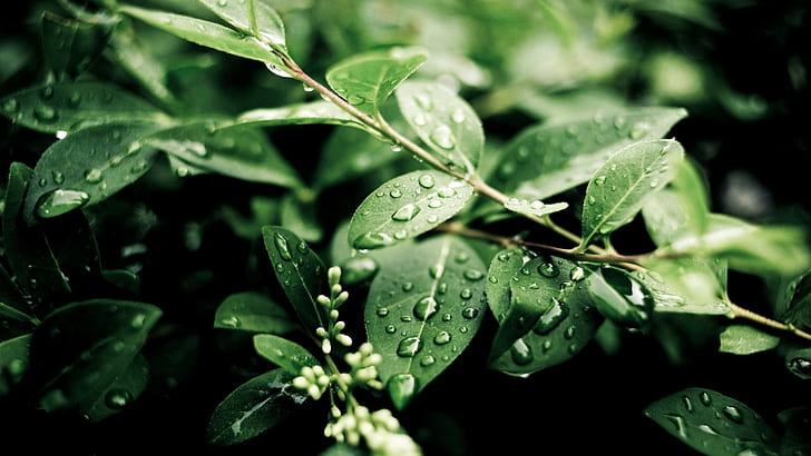 Plantas, depois da chuva, folhas verdes, gotas de água, plantas, depois de chuva, verde, folhas, água, gotas, HD papel de parede