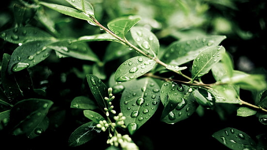Tumbuhan, setelah hujan, daun hijau, tetesan air, Tumbuhan, Setelah, Hujan, Hijau, Daun, Air, Tetes, Wallpaper HD HD wallpaper