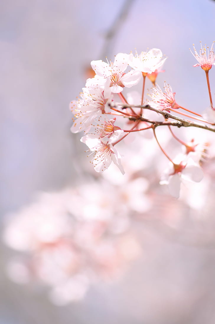 close up photography of white petal flower, close up photography, white, petal, flower, cherry  blossom, pink, 春, spring, Aichi, pink Color, nature, springtime, tree, japan, branch, flower Head, cherry Blossom, blossom, plant, close-up, season, beauty In Nature, freshness, HD wallpaper