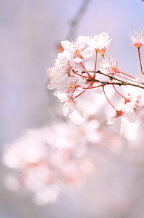fotografia z bliska biały płatek kwiatu, fotografia z bliska, biały, płatek, kwiat, kwiat wiśni, różowy, 春, wiosna, Aichi, różowy kolor, natura, wiosna, drzewo, japonia, gałąź, głowa kwiatu, kwiat wiśni, kwiat, roślina, zbliżenie, pora roku, piękno w przyrodzie, świeżość, Tapety HD HD wallpaper