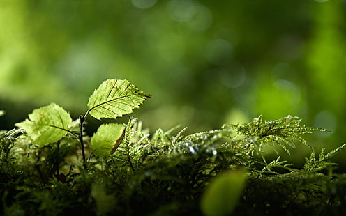 نبات ذو أوراق خضراء ، طبيعة ، نباتات ، أوراق خضراء، خلفية HD HD wallpaper