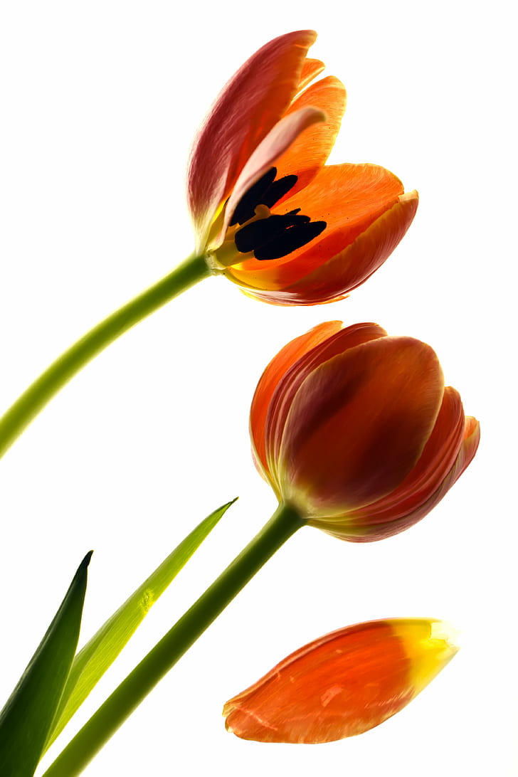 trzy pomarańczowe tulipany, delikatne, pomarańczowe, tulipany, Canon EOS, pocałunek, x4, Canon EF, f / 2.8, USM, Australia, Nowa Południowa Walia, Kwiat, Tulipan, Portfolio, Pomysł, Oświetlenie, natura, roślina, na białym tle, płatek, żółta, kwiatowa głowa, Tapety HD, tapety na telefon