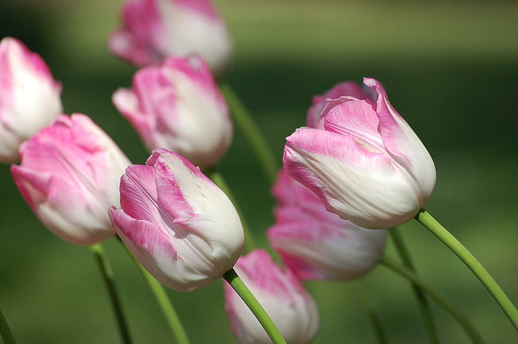 Pink White Tulips, white-and-pink flower, spring, tulips, white, pink, flowers, 3d and abstract, HD wallpaper