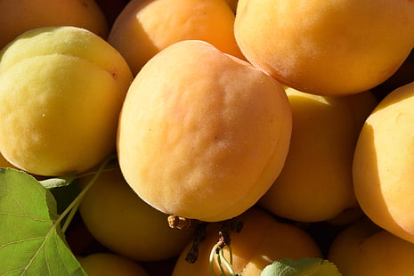круглые желтые фрукты, абрикосы, фрукты, спелые, HD обои HD wallpaper