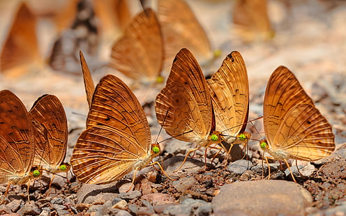 Insecti Golden Butterfly Kangkang Thailand National Park Desktop Hd Wallpapers Para Telefones Celulares E Computador 3840 × 2400, HD papel de parede HD wallpaper