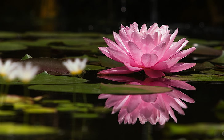 pink water lily flower, water lily, water, reflection, green, swamp, surface, HD wallpaper