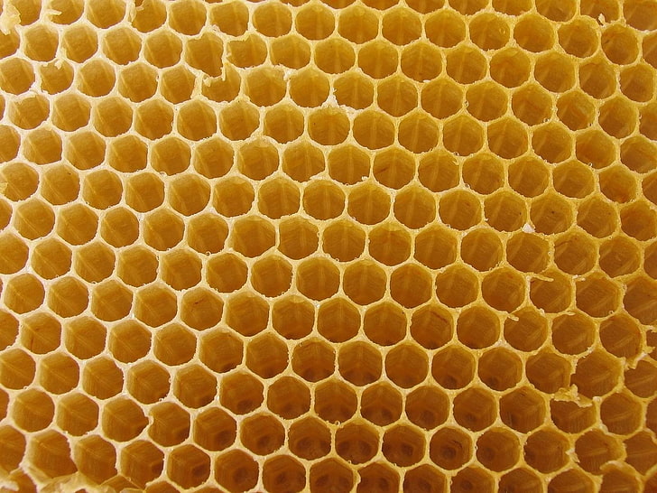 mel, natureza, favos de mel, HD papel de parede