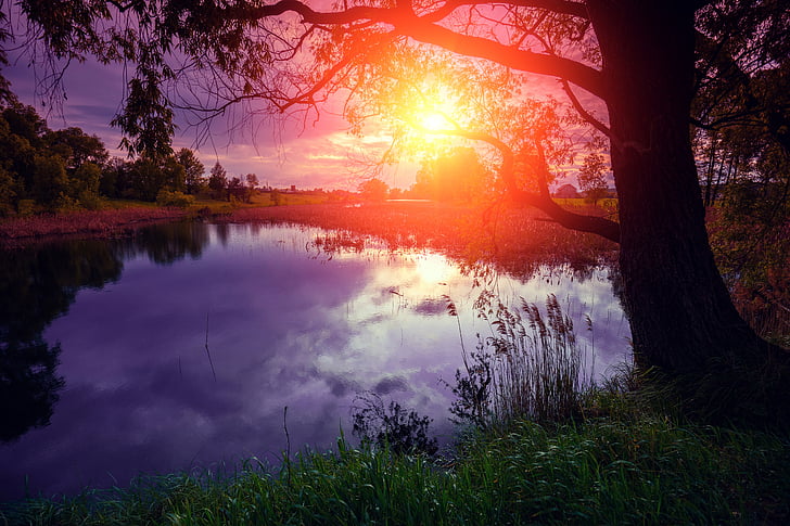 sylwetka drzewa na widoku jeziora podczas zdjęcia zachodu słońca, zachód słońca, zmierzch, jezioro, krajobrazy, HD, 5K, Tapety HD