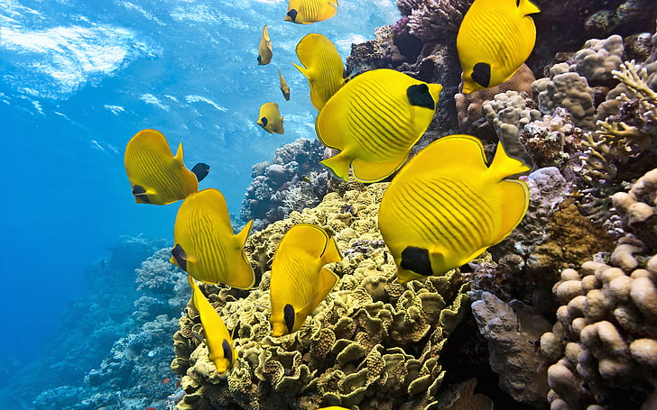 Underwater World Corals Yellow Fish Wallpapers Hd per il download di laptop e telefono cellulare, Sfondo HD