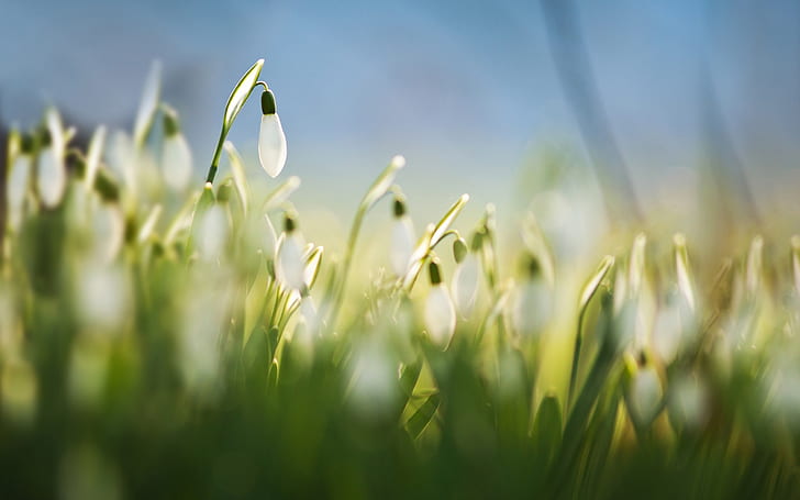 Подснежники, белые цветы, трава, весна, макро, размытие, Подснежники, белые, цветы, трава, весна, макро, размытие, HD обои