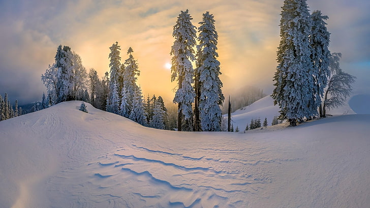 winter, forest, snow, sun, sunlight, snowy, HD wallpaper