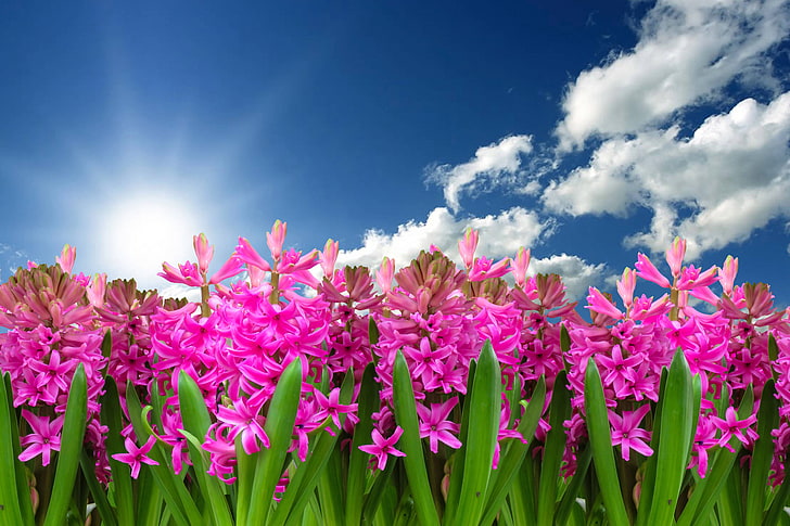 flower, plant, spring, hyacinth, nature, HD wallpaper
