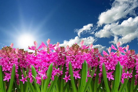 цвете, растение, пролет, зюмбюл, природа, HD тапет HD wallpaper