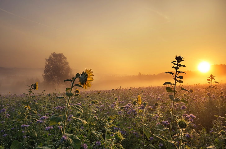 Earth, Sunrise, Field, Fog, Landscape, Nature, Purple Flower, Sun, Sunflower, Yellow Flower, HD wallpaper