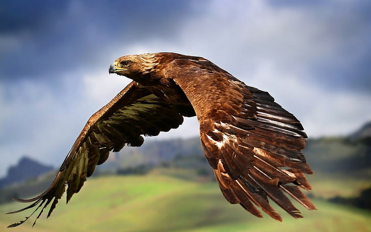 birds, eagle, flying, HD wallpaper