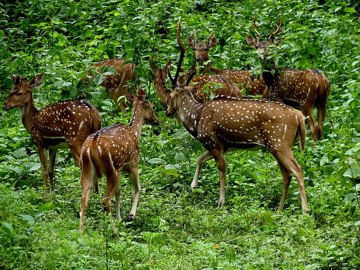 Animal, Deer, Forest, Green, Herd, HD wallpaper