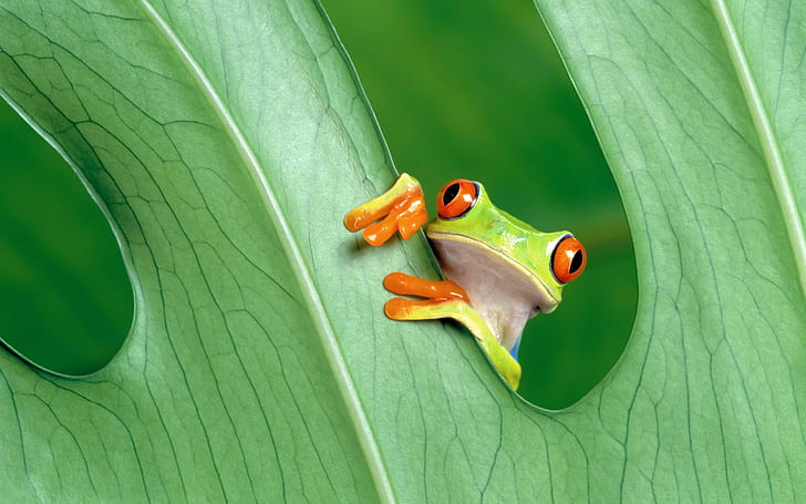 Small frog on a leaf, green and yellow grog, frog, animal, leaf, green, HD wallpaper