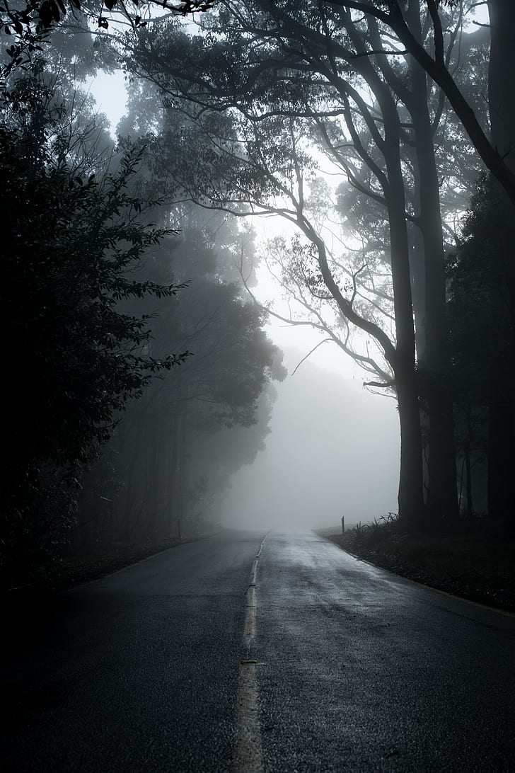 fog, road, trees, asphalt, emptiness, HD wallpaper